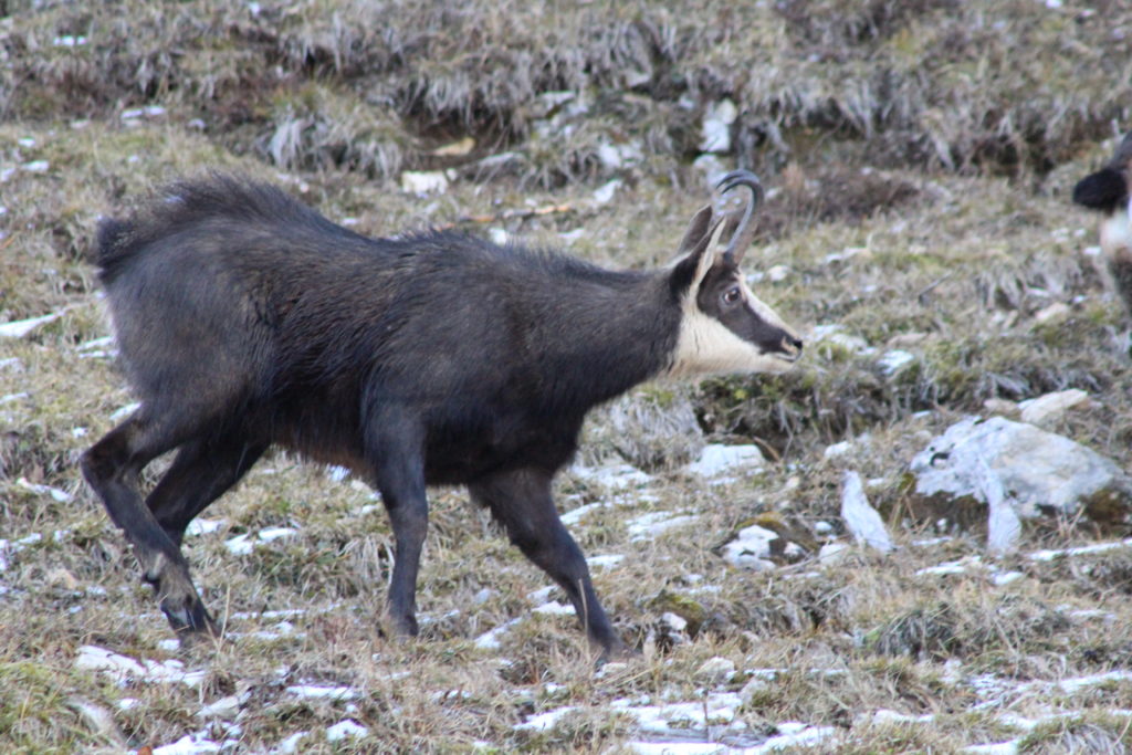 Rut des Chamois