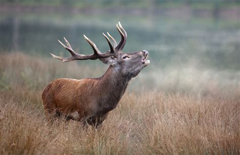 Brame du cerf au Mont Sâla